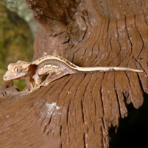 Cream On Dark Pinstripe Whitewall Crested Gecko - Image 3