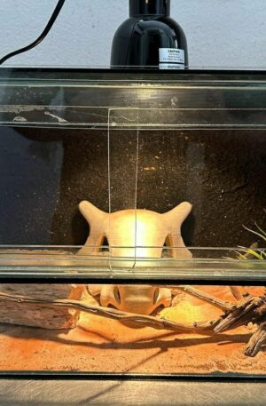 Terrarium