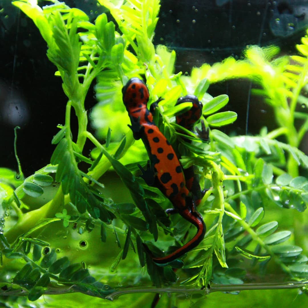 Fire-belly Newts