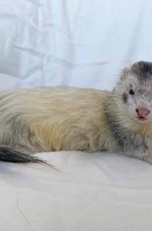 female Cream sable / light sable (pale body with grey shading and darker tail)