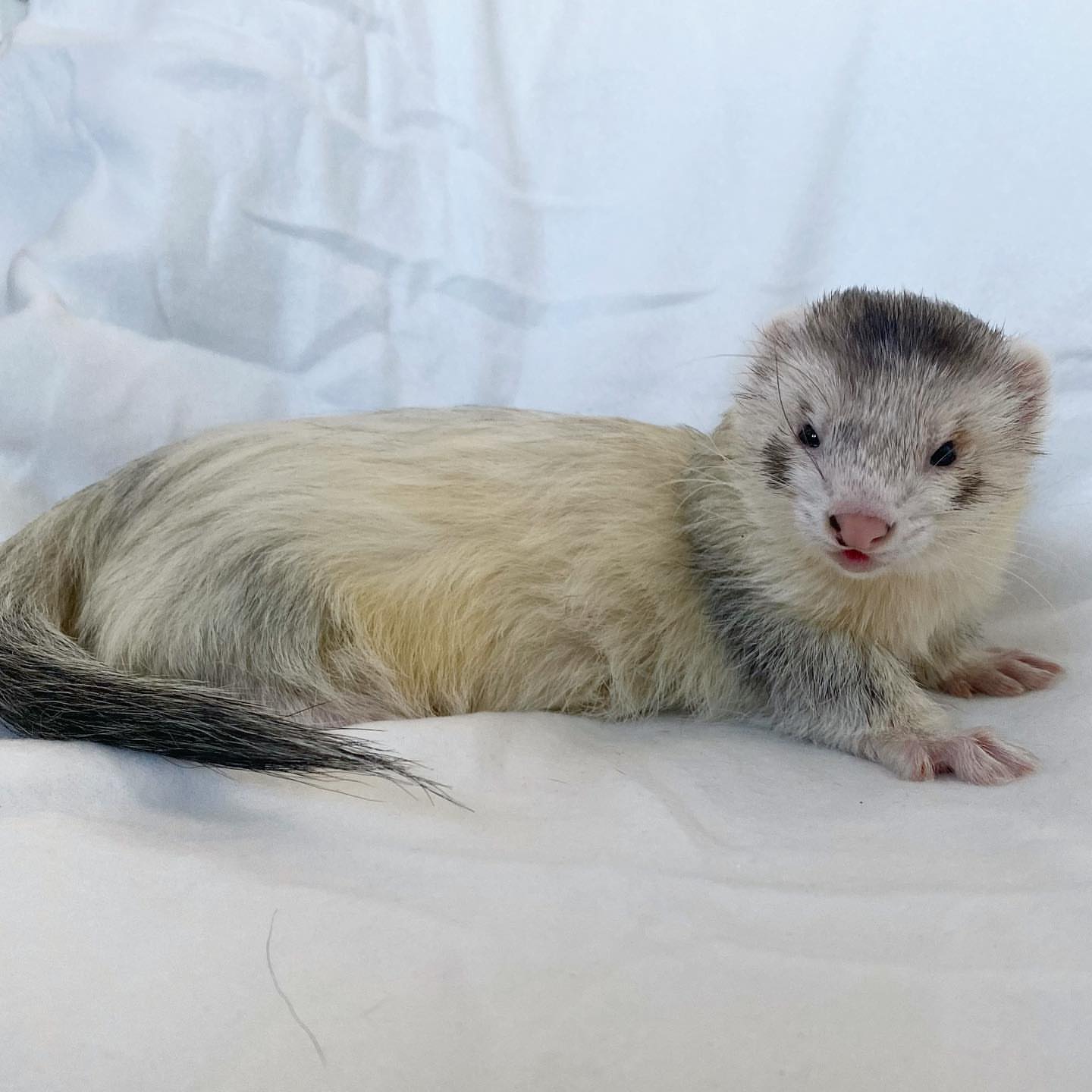 female Cream sable / light sable (pale body with grey shading and darker tail)