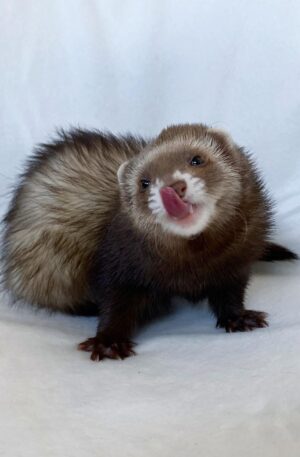 Male Chocolate sable (rich brown with lighter undercoat and mask)