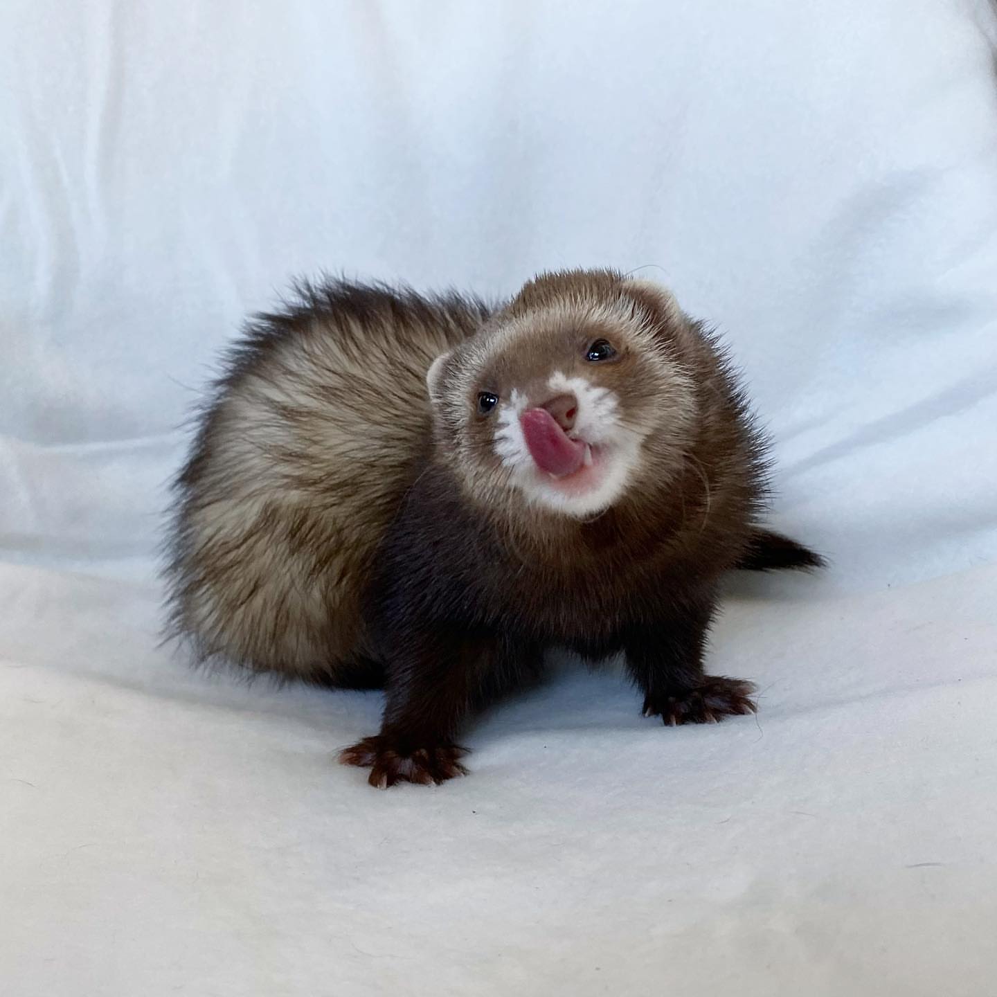 Male Chocolate sable (rich brown with lighter undercoat and mask)