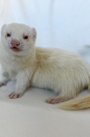 Male Albino / white  (pure white coat with red eyes and pink nose)