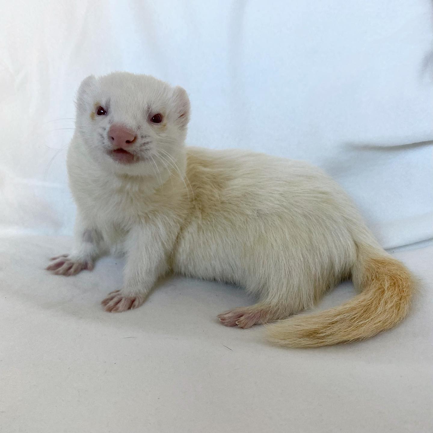 Male Albino / white  (pure white coat with red eyes and pink nose)