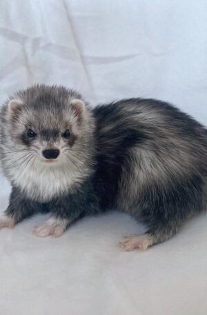 Female Silver / silver mitt (grey, black, and white mix with mask and light paws)
