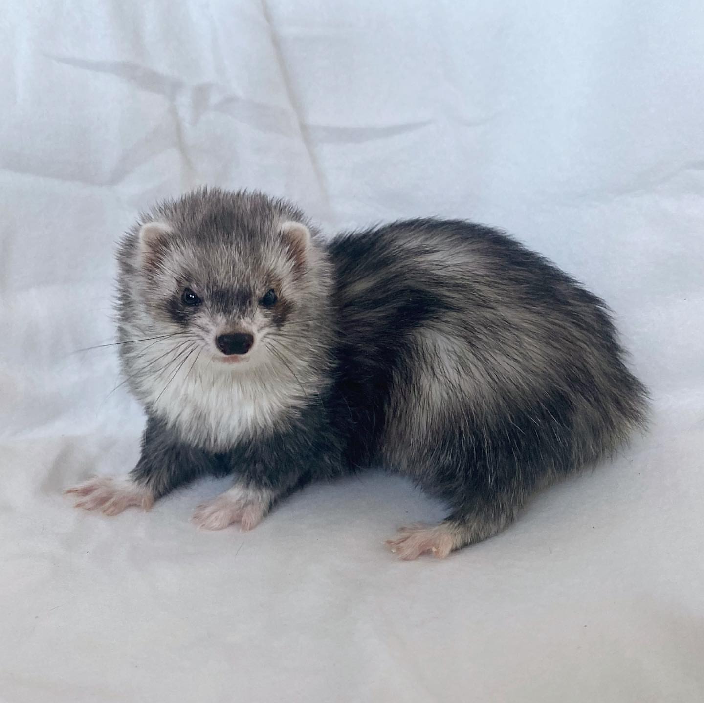 Female Silver / silver mitt (grey, black, and white mix with mask and light paws)