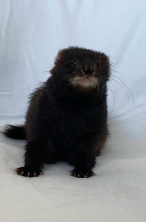 Female Dark chocolate / black sable (deep brown-black coat with lighter muzzle)