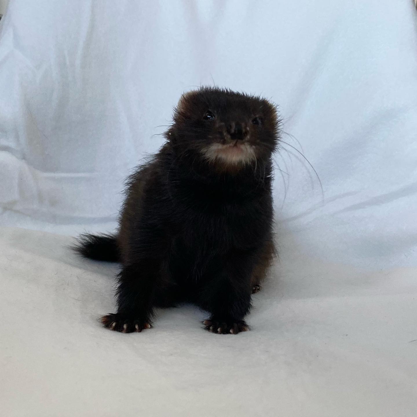 Female Dark chocolate / black sable (deep brown-black coat with lighter muzzle)