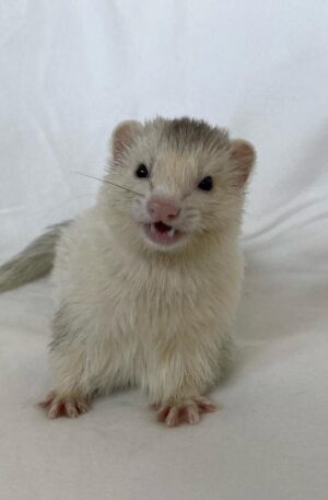 Cream / light sable (pale coat with soft grey shading and pink nose)