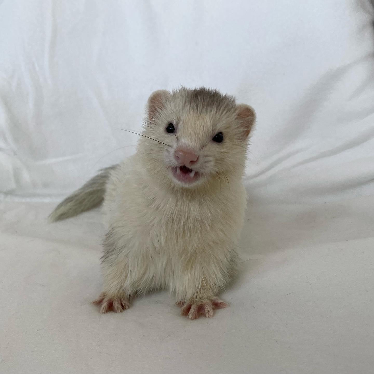 Cream / light sable (pale coat with soft grey shading and pink nose)