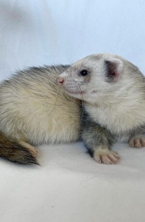 Male Cream/white body with grey saddle and a darker brown tail (often called a silver/roan mix)