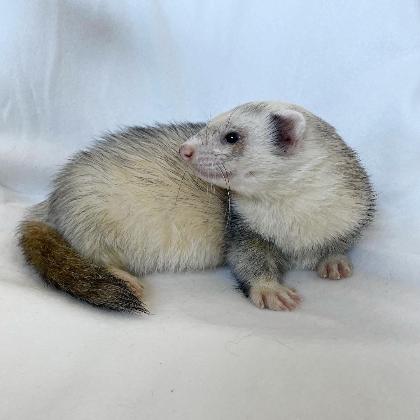Male Cream/white body with grey saddle and a darker brown tail (often called a silver/roan mix)