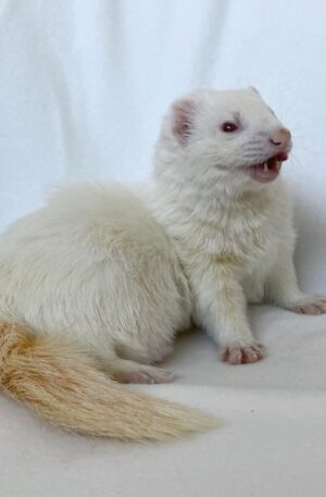 Pure white / cream coat with red eyes Male (albino ferret)