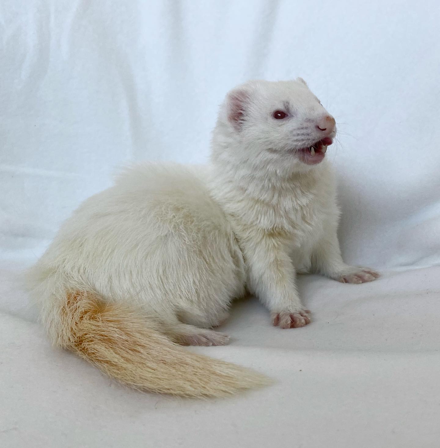 Pure white / cream coat with red eyes Male (albino ferret)