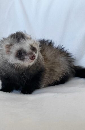 Dark sable / sable roan (mixed dark brown, grey, and black with a mask)