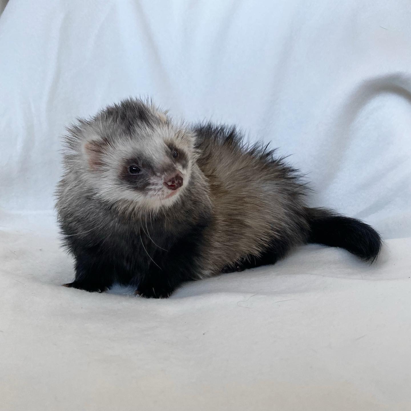 Dark sable / sable roan (mixed dark brown, grey, and black with a mask)