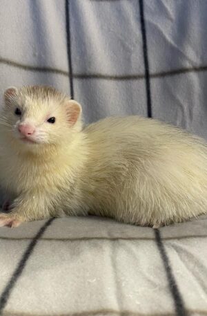 Light cream / champagne (pale coat with pink nose and soft tones)