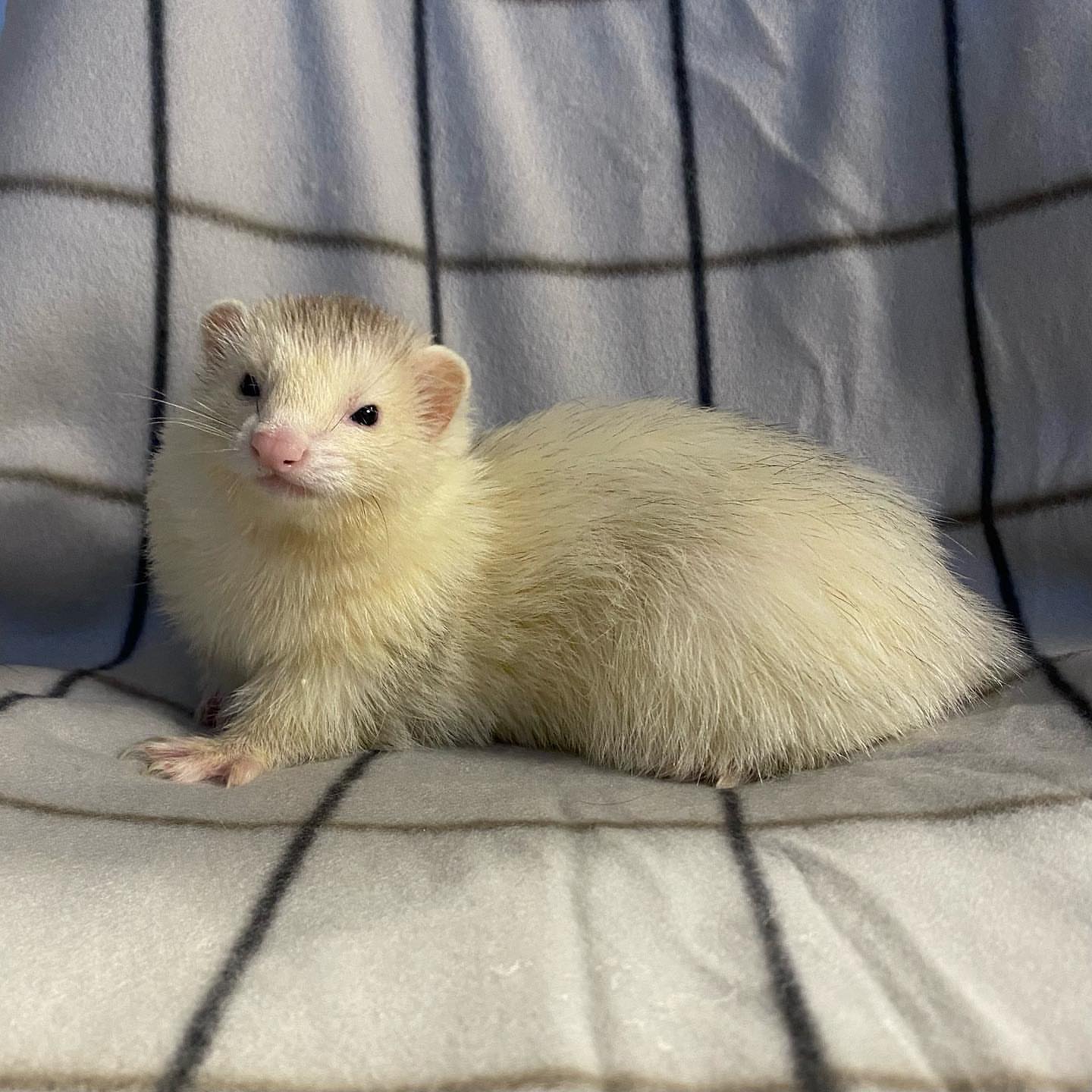 Light cream / champagne (pale coat with pink nose and soft tones)