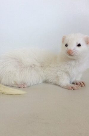 White Female Ferret for Sale