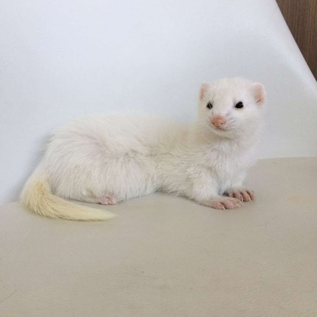 White Female Ferret for Sale