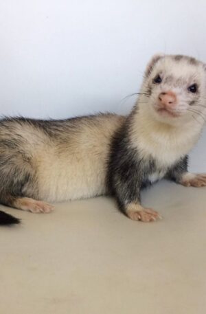 female Silver/White (Panda Pattern) ferret for sale
