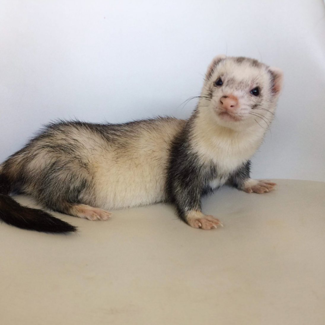 female Silver/White (Panda Pattern) ferret for sale