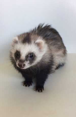 Female Classic sable (dark brown with lighter undercoat and facial mask)