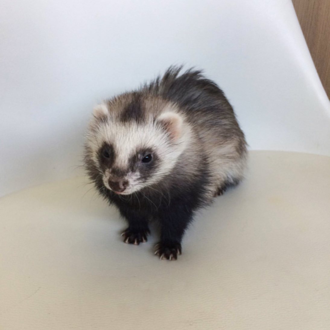 Female Classic sable (dark brown with lighter undercoat and facial mask)