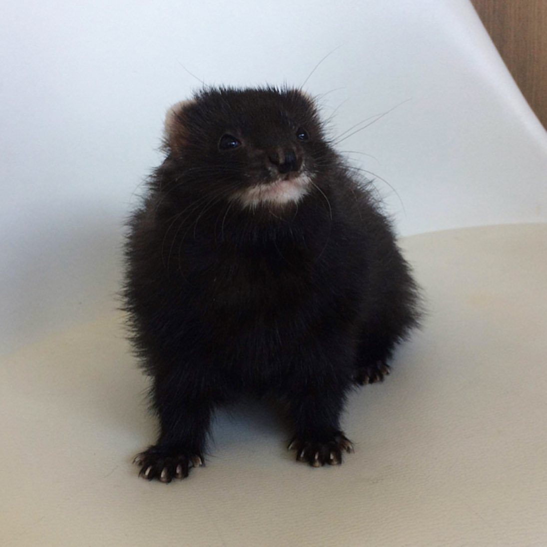 Male Solid black / very dark sable (rare dark coat) ferret - Image 2