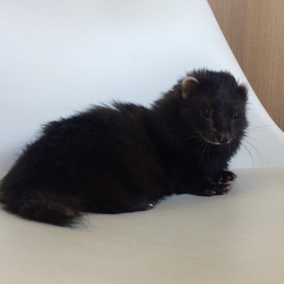 Male Solid black / very dark sable (rare dark coat) ferret - Image 4