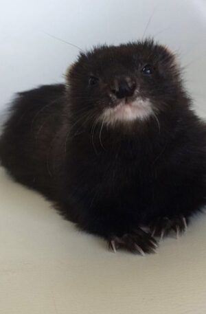 Male Solid black / very dark sable (rare dark coat) ferret
