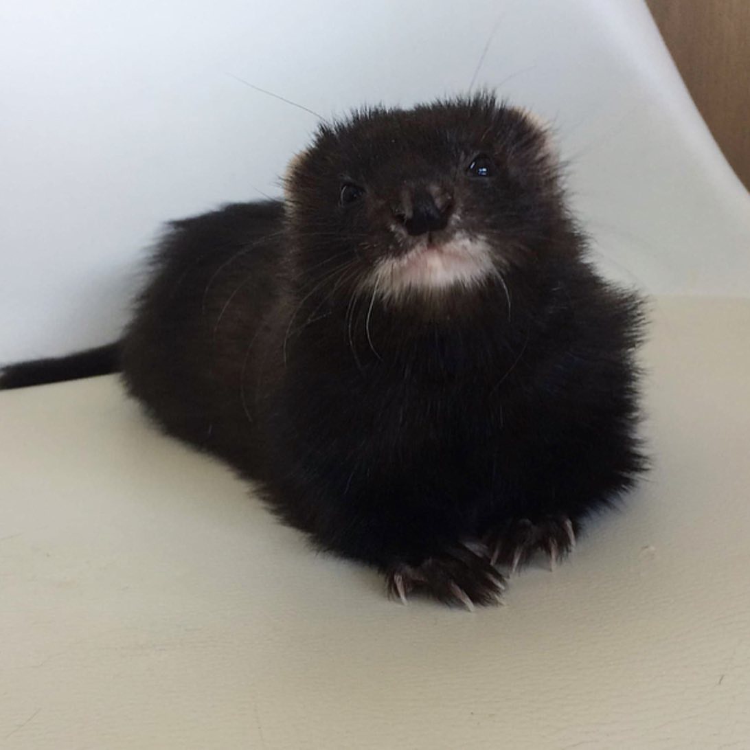 Male Solid black / very dark sable (rare dark coat) ferret