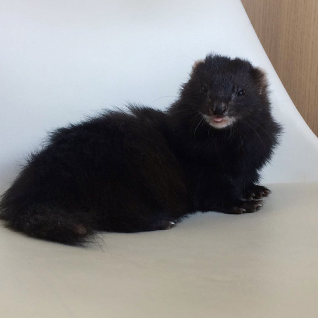 Male Solid black / very dark sable (rare dark coat) ferret - Image 3