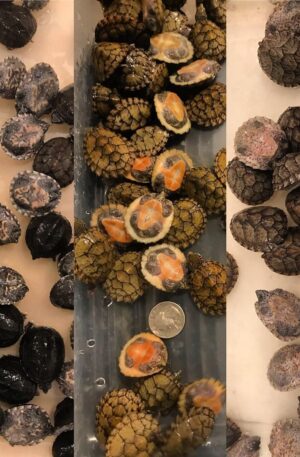 Razorback musk turtle