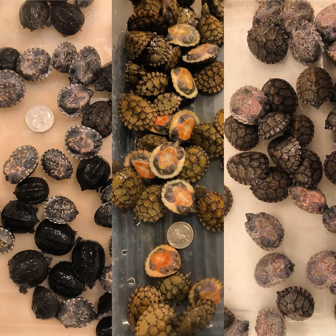 Razorback musk turtle