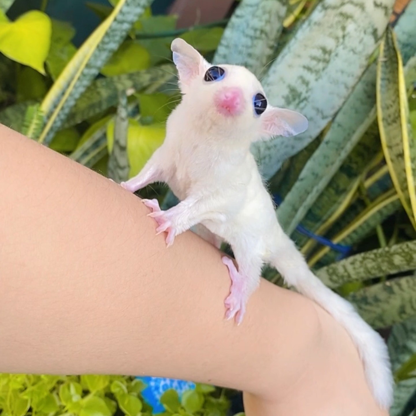 Leucistic (White Sugar Glider) Sugar glider - Image 3
