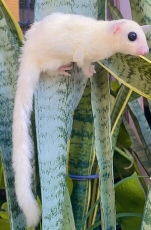 Leucistic (White Sugar Glider) Sugar glider