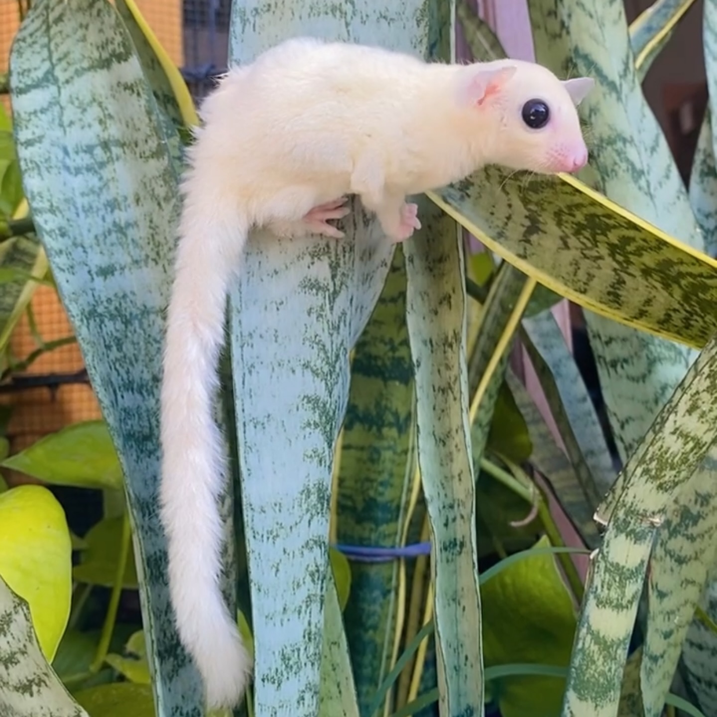 Leucistic (White Sugar Glider) Sugar glider