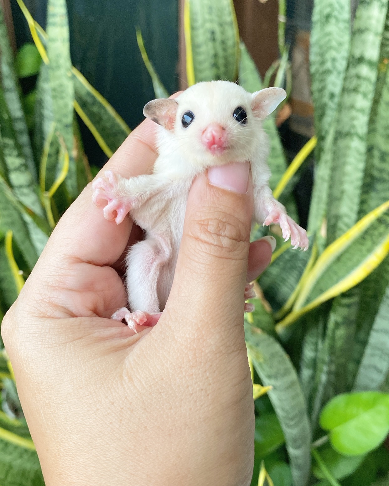 Leucistic (White Sugar Glider) Sugar glider - Image 2