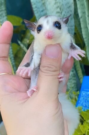 standard grey sugar glider