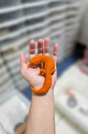 Super Orange Leopard Gecko