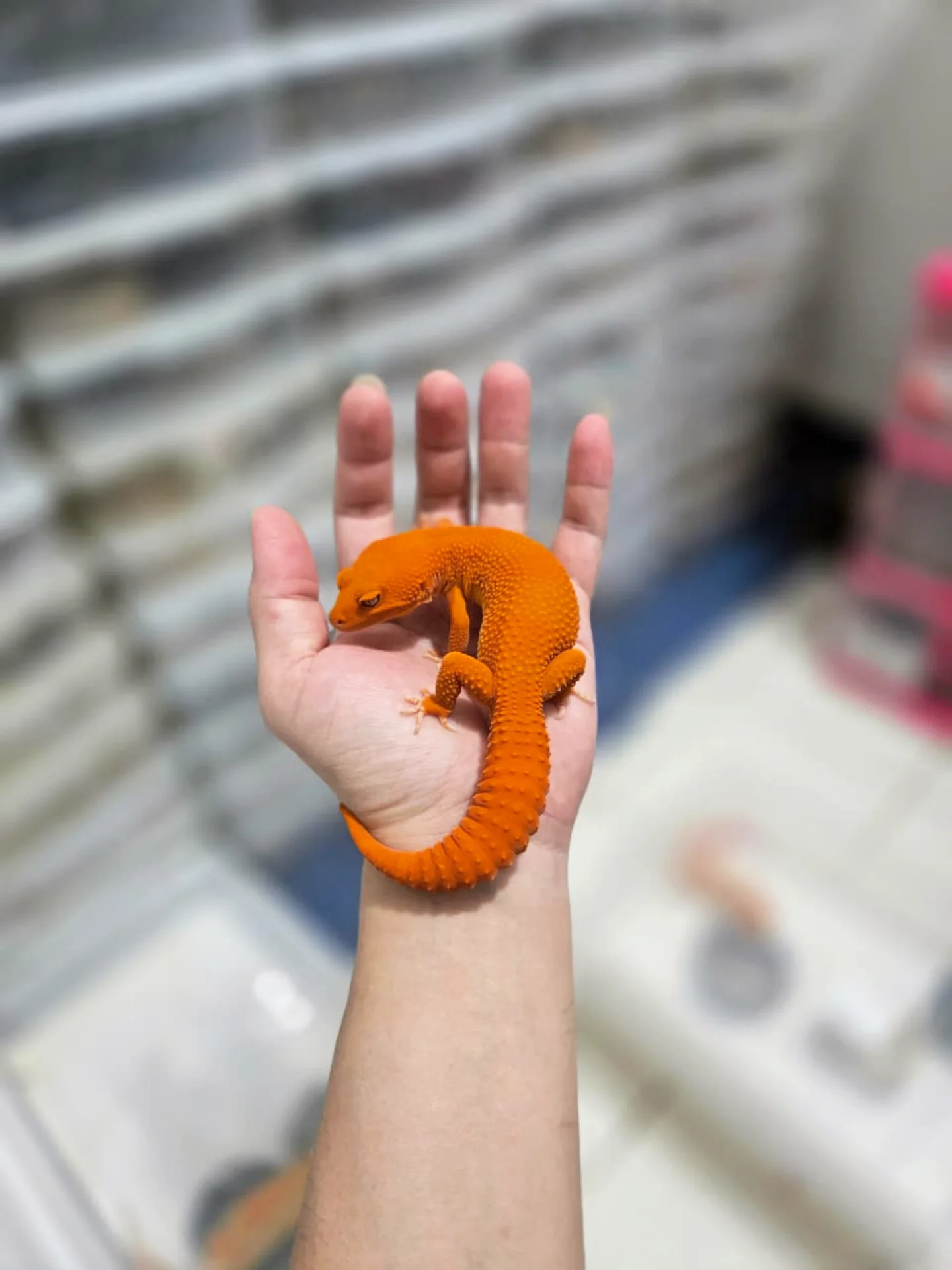 Super Orange Leopard Gecko