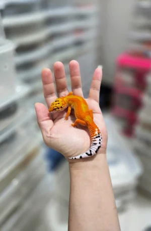 Premium Tangerine Leopard Gecko