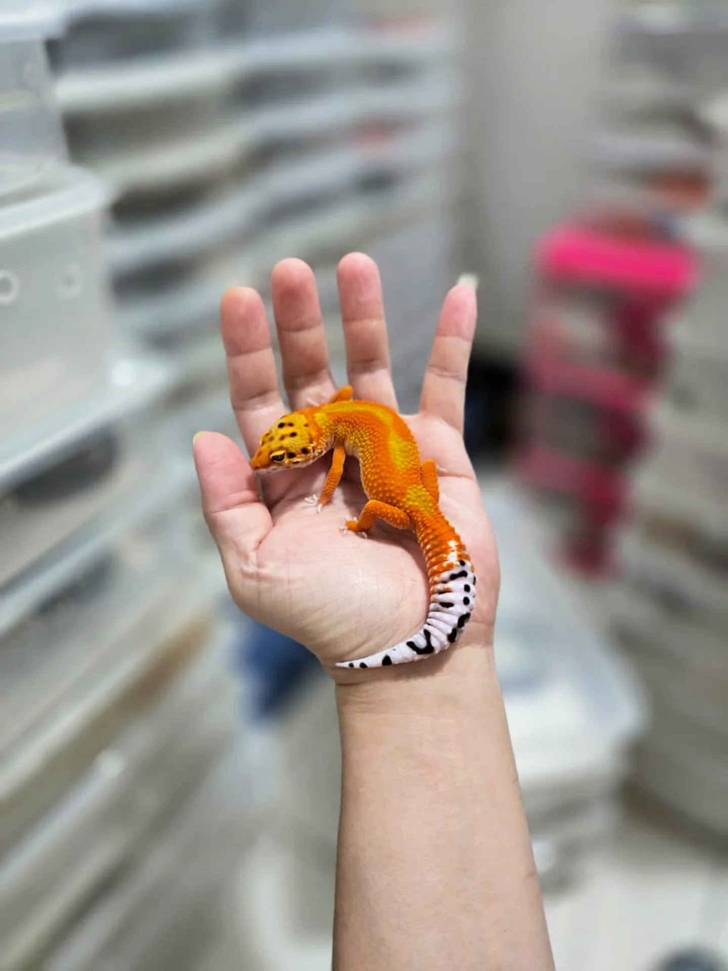 Premium Tangerine Leopard Gecko
