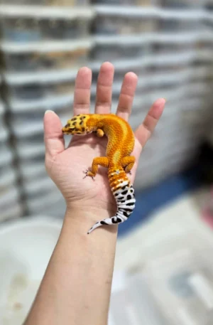 High-Color Tangerine Leopard Gecko