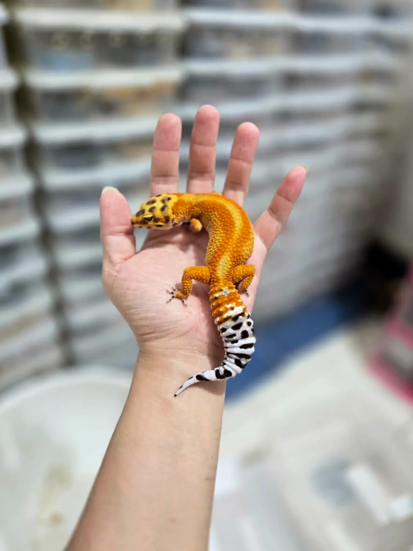 High-Color Tangerine Leopard Gecko