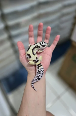 Bold Stripe Bandit leopard gecko