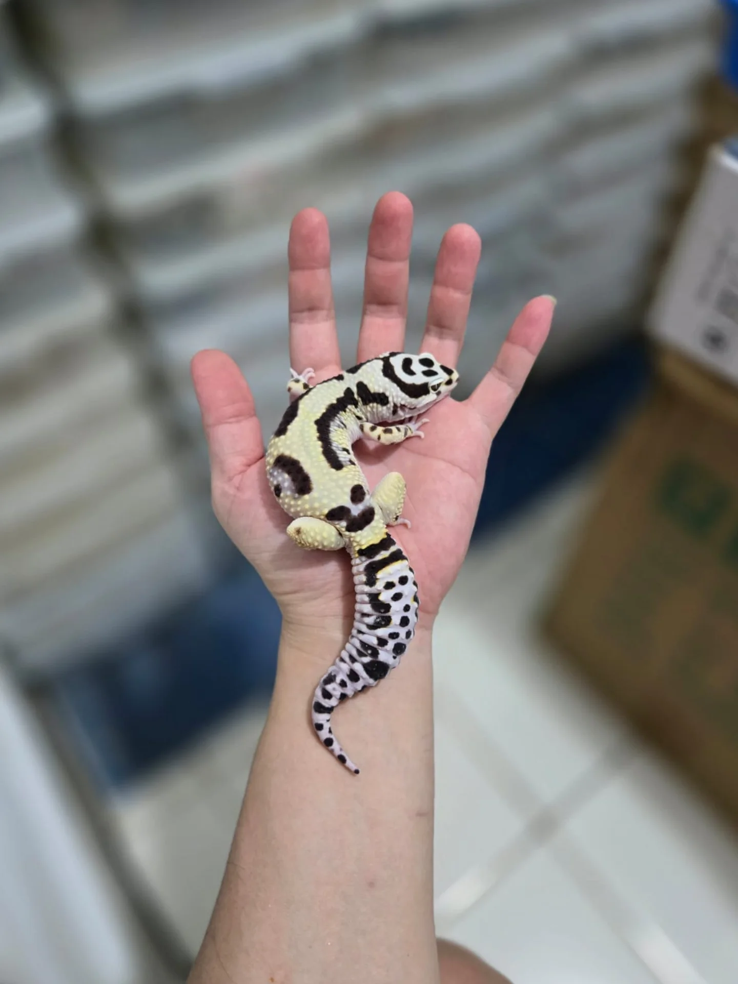 Bold Stripe Bandit leopard gecko