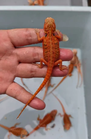 Vibrant Red  Bearded Dragon
